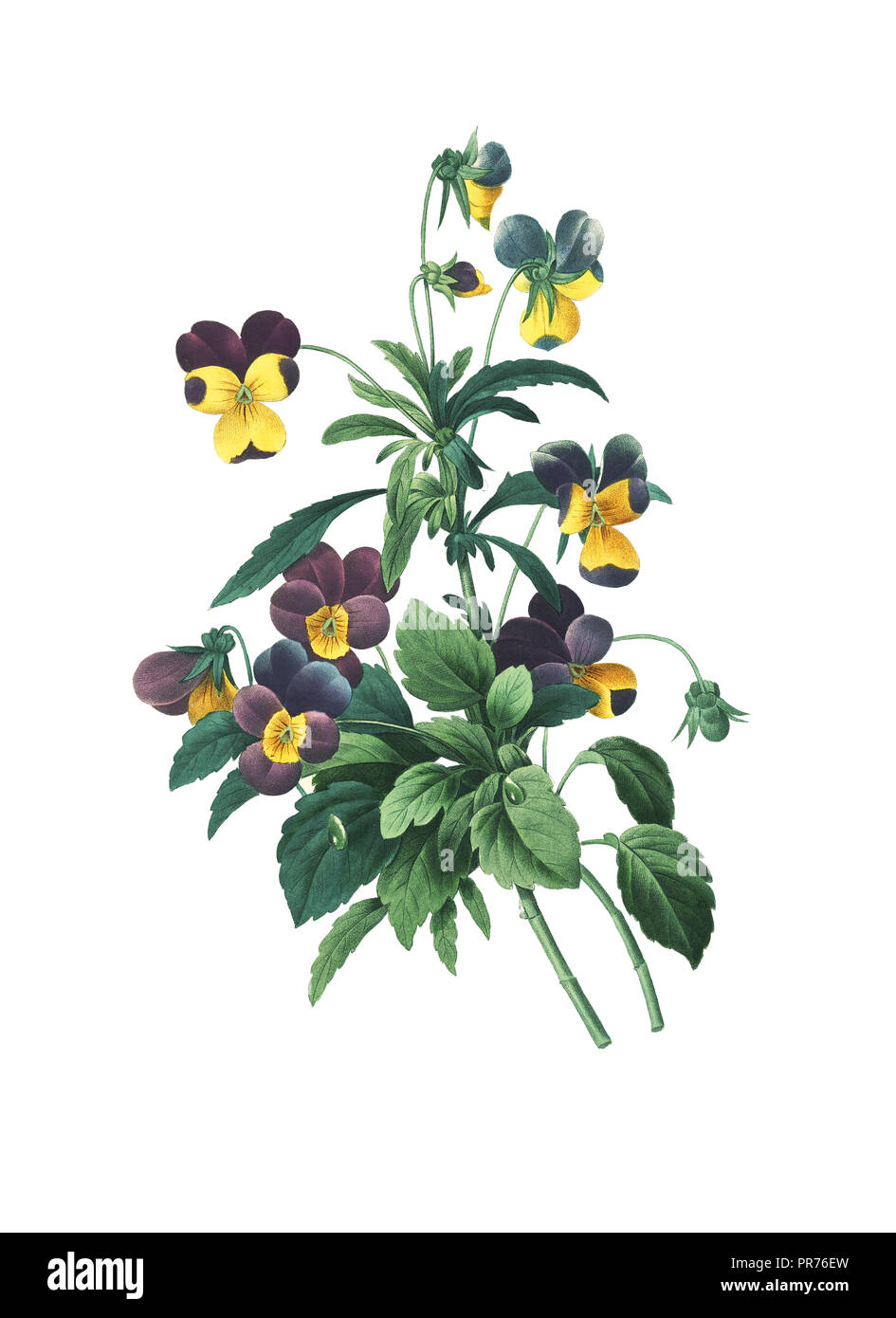 Xix secolo illustrazione di un viola tricolore, noto anche come heartsease, cuore di semplicità, delizia del cuore, tickle-my-fancy, Jack-jump-su-e-kiss-me, com Foto Stock