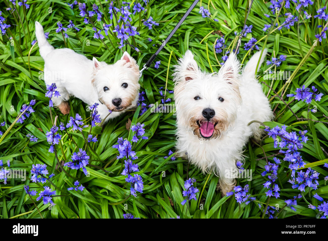 I cani di fiori in primavera: West Highland terrier westies in bluebells al legno di Roland dog park, Kerikeri, Northland, Nuova Zelanda, NZ Foto Stock