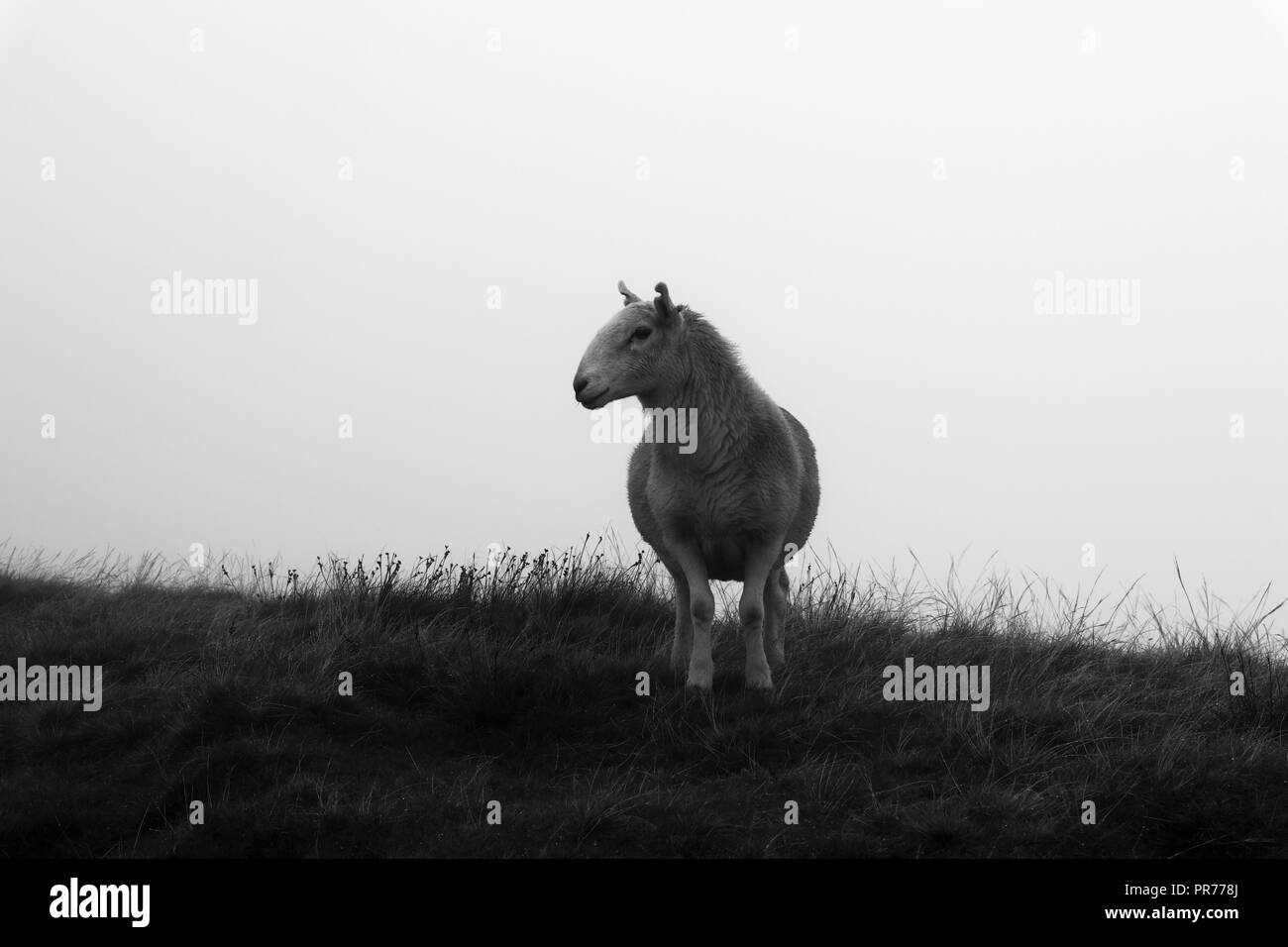 Lone pecore sul versante di una montagna nel Parco Nazionale di Brecon Beacons Galles Foto Stock