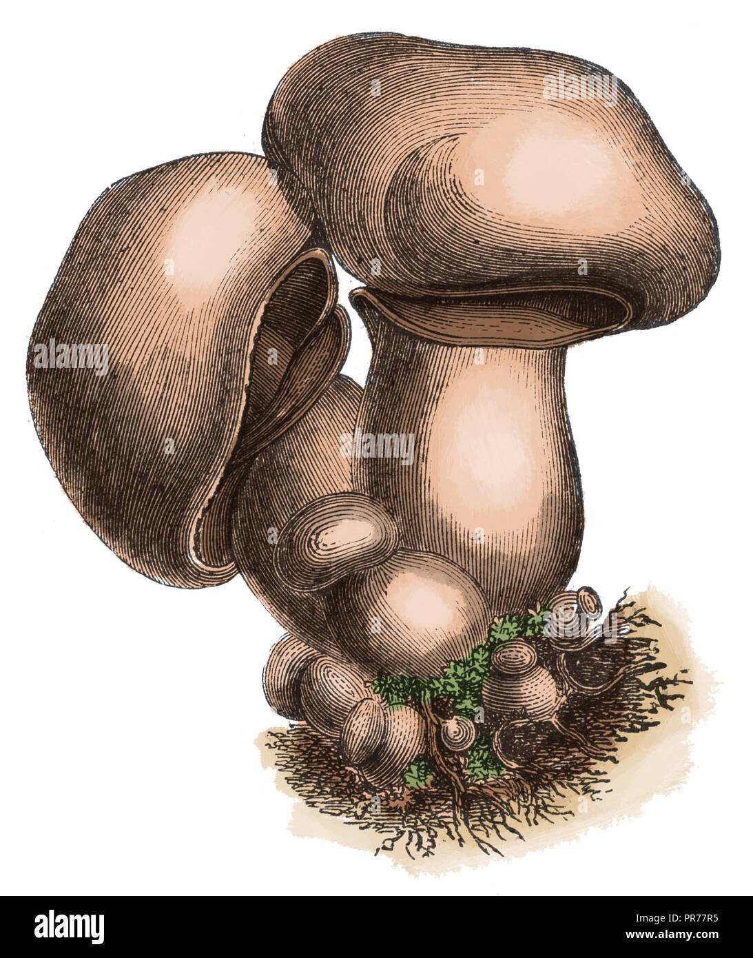 Xix secolo illustrazione di Agaricus campestris comunemente noto come il campo i funghi nel Nord America, prato fungo. Pubblicato in Systematischer B Foto Stock