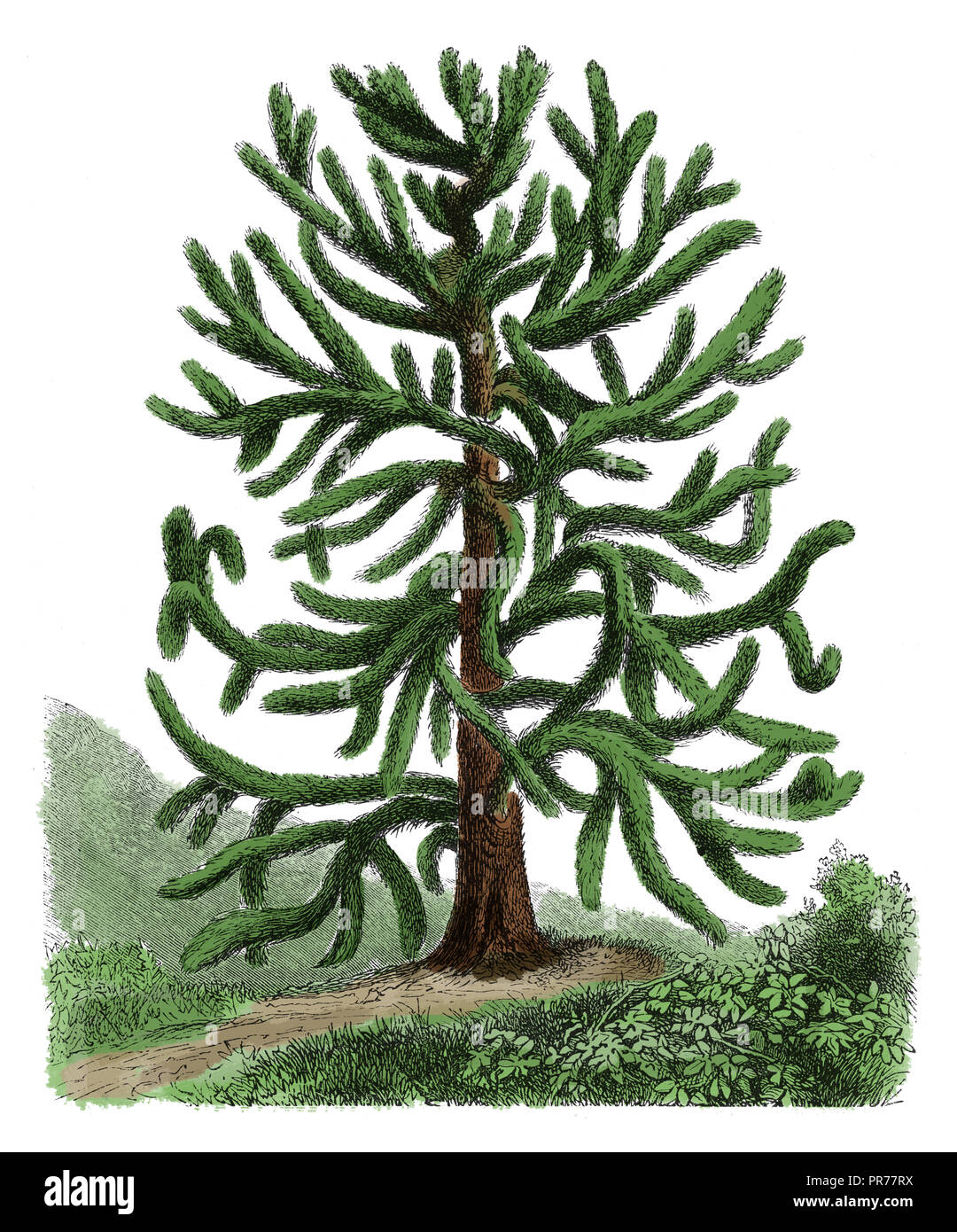 Xix secolo illustrazione di araucaria araucana, noto come monkey puzzle tree, scimmia albero di coda, cileno, pino o pehuen. Pubblicato in Systematischer B Foto Stock