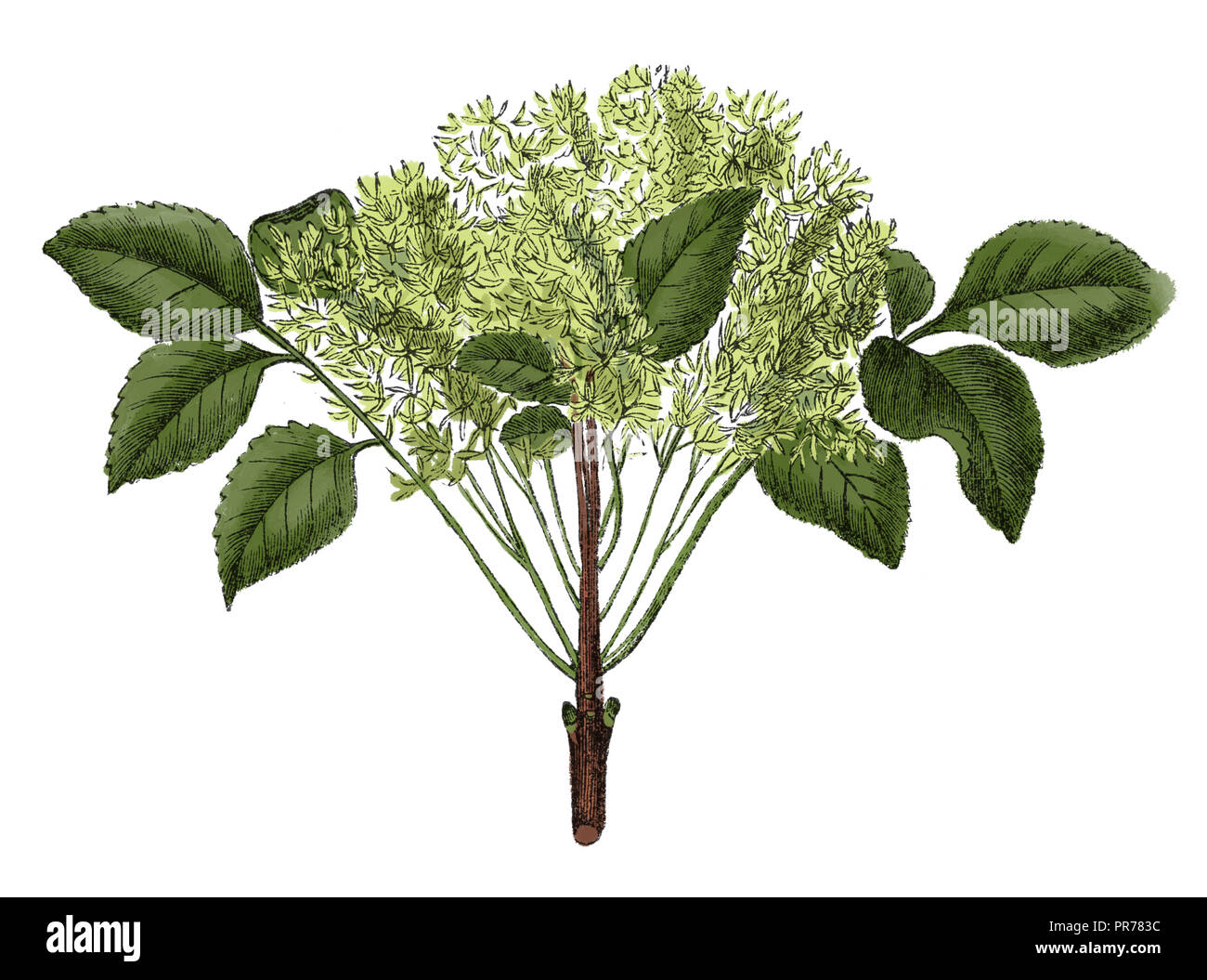 Xix secolo illustrazione del Fraxinus ornus (orniello o Sud europeo orniello). Pubblicato in Systematischer Bilder-Atlas zum Conversations-Le Foto Stock