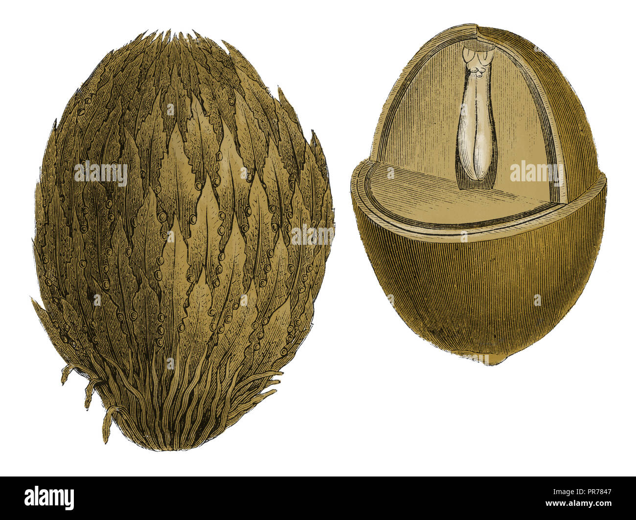 Xix secolo illustrazione di un frutto di sago tree (cycas circinnalis). Pubblicato in Systematischer Bilder-Atlas zum Conversations-Lexikon, Ikonographi Foto Stock