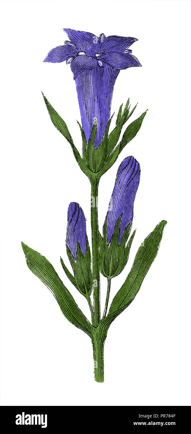 Xix secolo illustrazione di Gentiana pneumonanthe (marsh genziana). Pubblicato in Systematischer Bilder-Atlas zum Conversations-Lexikon, Ikonographisch Foto Stock