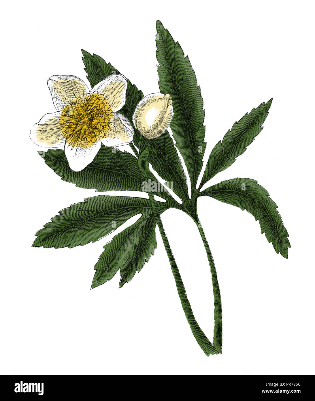 Xix secolo illustrazione di Helleborus niger, noto anche come rosa di Natale o il veratro nero. Pubblicato in Systematischer Bilder-Atlas zum Conversat Foto Stock