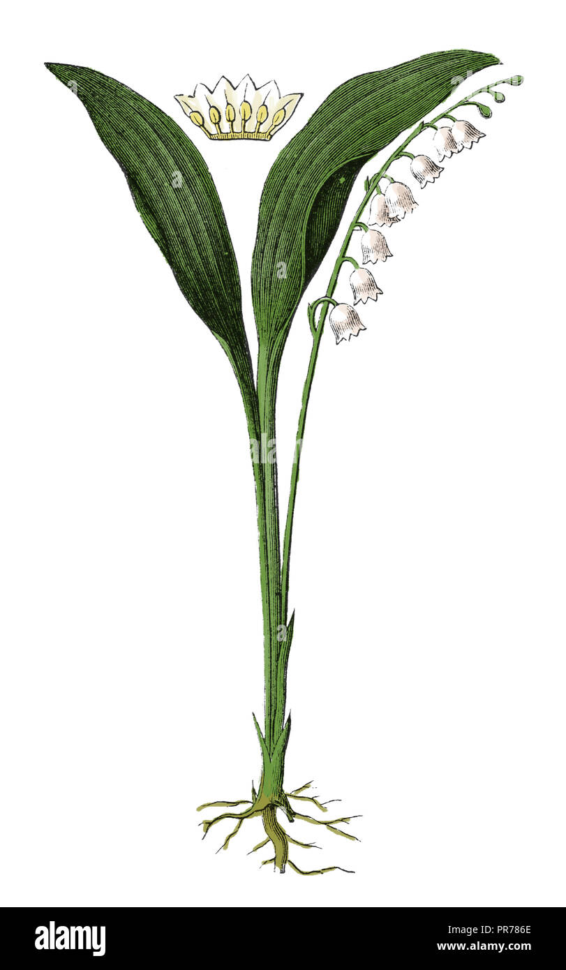 Xix secolo illustrazione del giglio della valle (convallaria majalis). Pubblicato in Systematischer Bilder-Atlas zum Conversations-Lexikon, Ikonographi Foto Stock