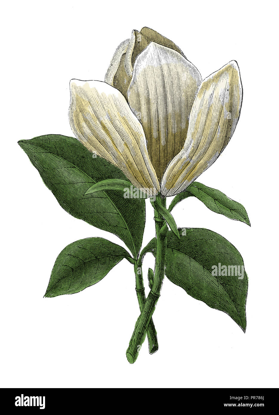 Xix secolo illustrazione della Magnolia grandiflora, noto come la magnolia meridionale o bull bay. Pubblicato in Systematischer Bilder-Atlas zum Conversati Foto Stock