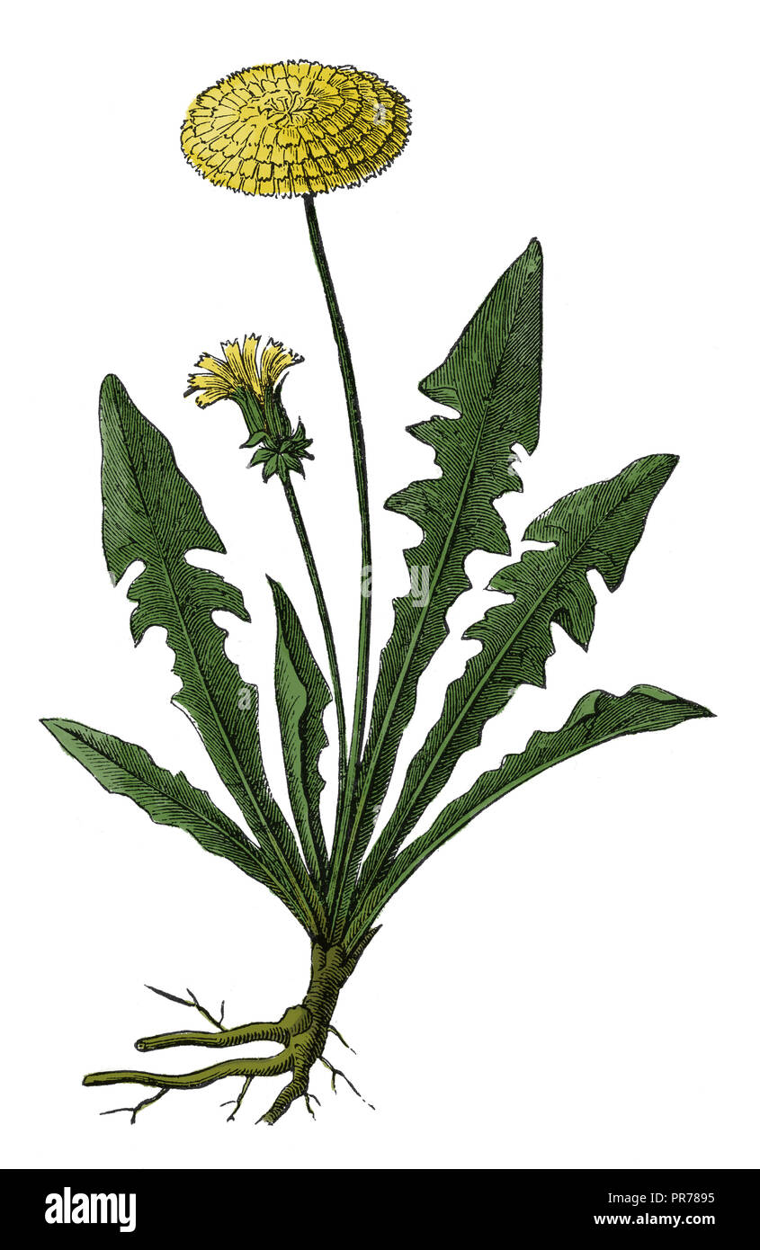 Xix secolo illustrazione di Taraxacum officinale o tarassaco. Pubblicato in Systematischer Bilder-Atlas zum Conversations-Lexikon, Ikonographische E Foto Stock