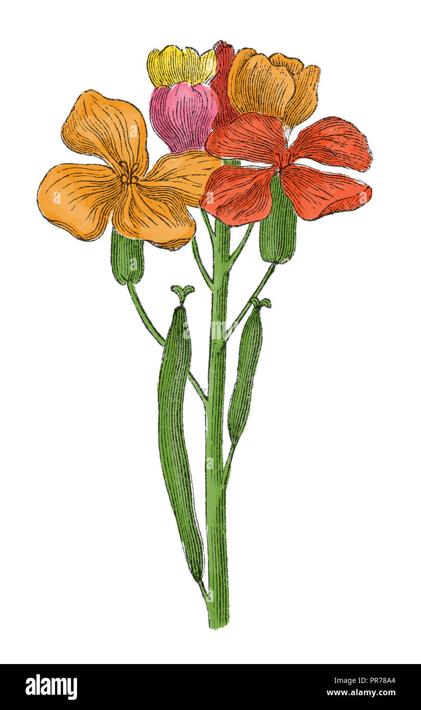 Fiore di campo (Cheiranthus cheiri), incisione su legno colorata a mano, ca. 1870: un grappolo di fiori arancioni, rossi, gialli e rosa sopra due capsule di semi snelle Foto Stock