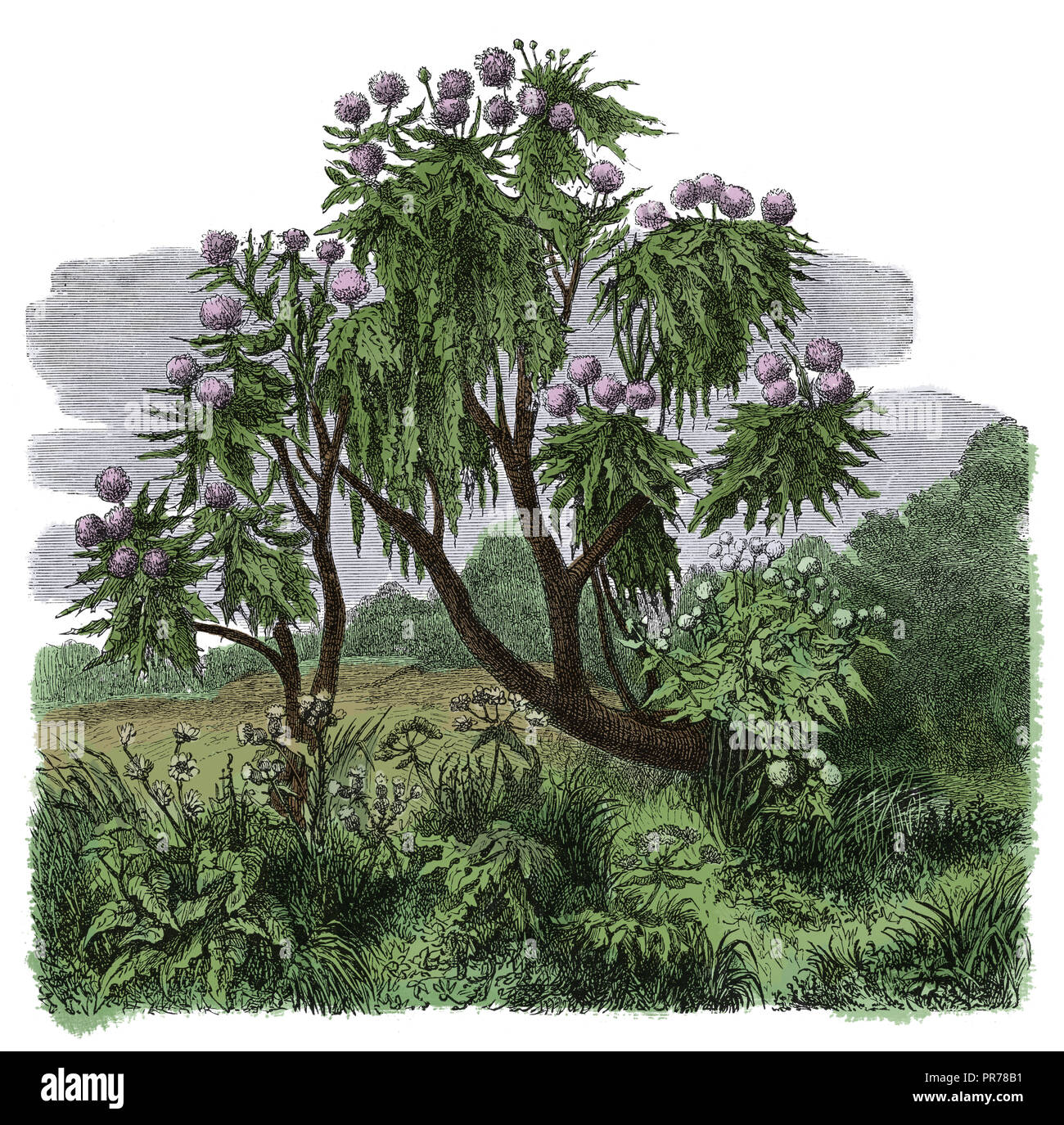 Xix secolo illustrazione di chinops giganteus. Pubblicato in Systematischer Bilder-Atlas zum Conversations-Lexikon, Ikonographische Encyklopaedie der Foto Stock