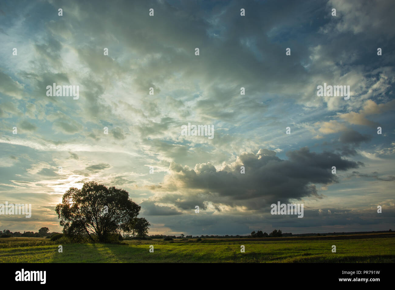Sun dietro ad un albero nel prato e la sera le nuvole Foto Stock