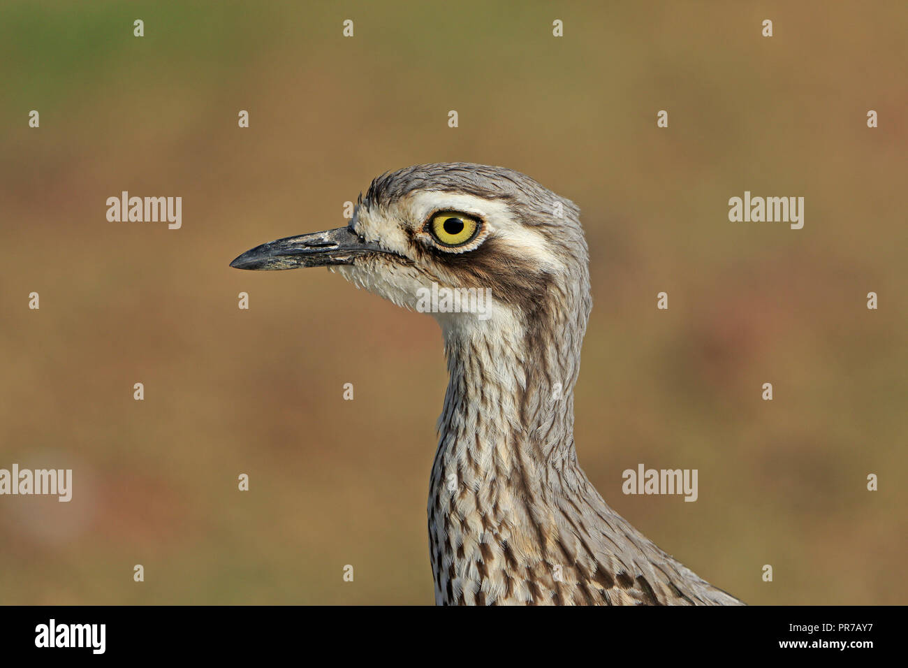 Boccola di pietra-curlew nel lontano Nord Queensland Australia Foto Stock