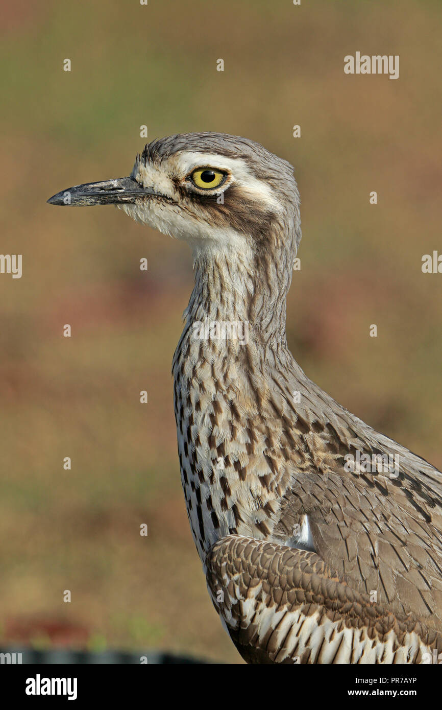 Boccola di pietra-curlew nel lontano Nord Queensland Australia Foto Stock