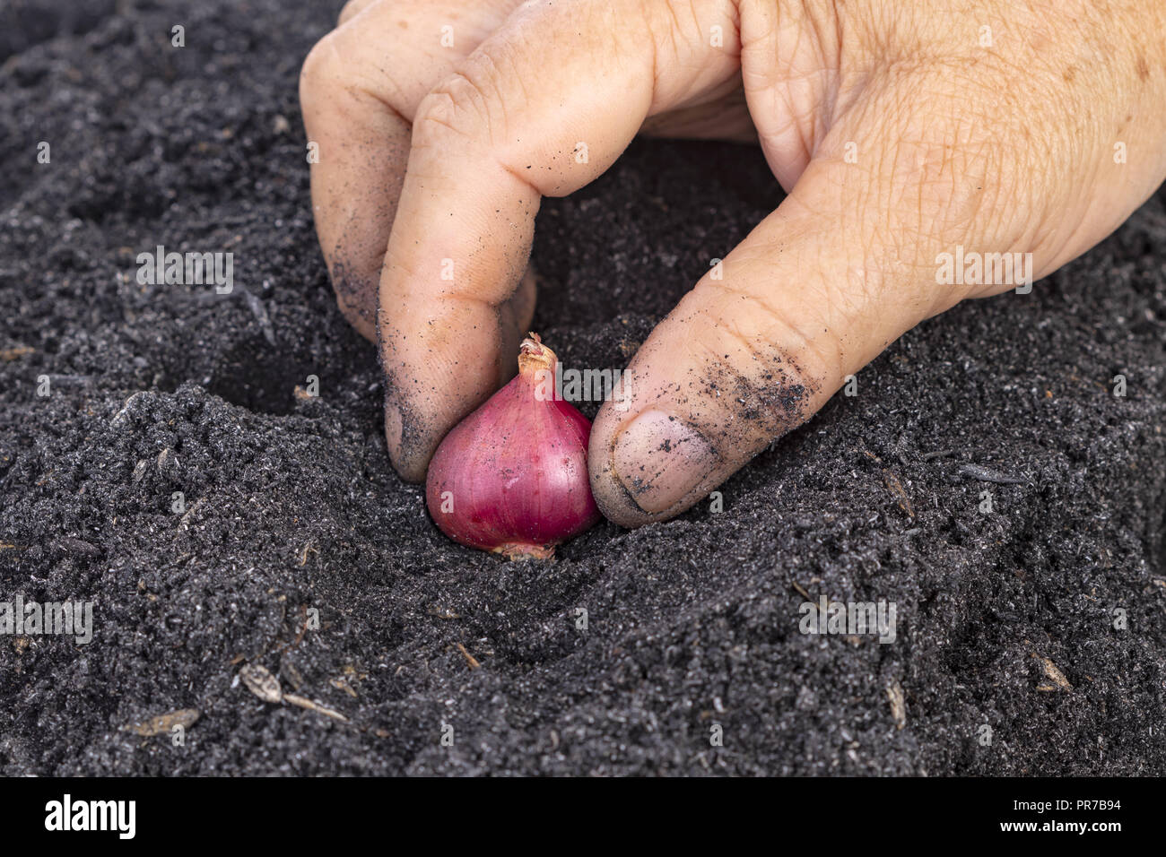 La vecchiaia donna mano piantare il seme scalogno in suoli di incapsulazione per Family Garden Foto Stock