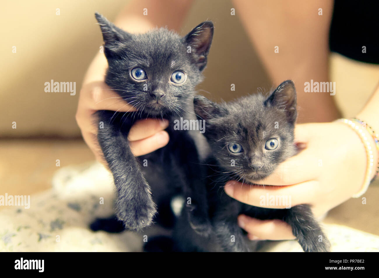 I gattini o poco gatti con gli occhi blu di gattini o poco gatti con gli occhi blu Foto Stock