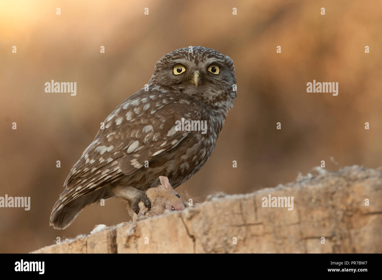 Uccelli rapaci notturni immagini e fotografie stock ad alta risoluzione -  Alamy