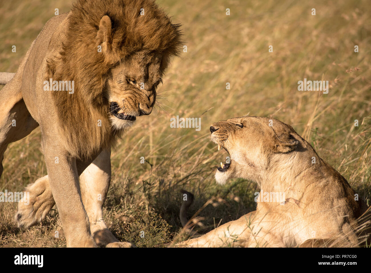 Maschio rilassante di Lion Foto Stock