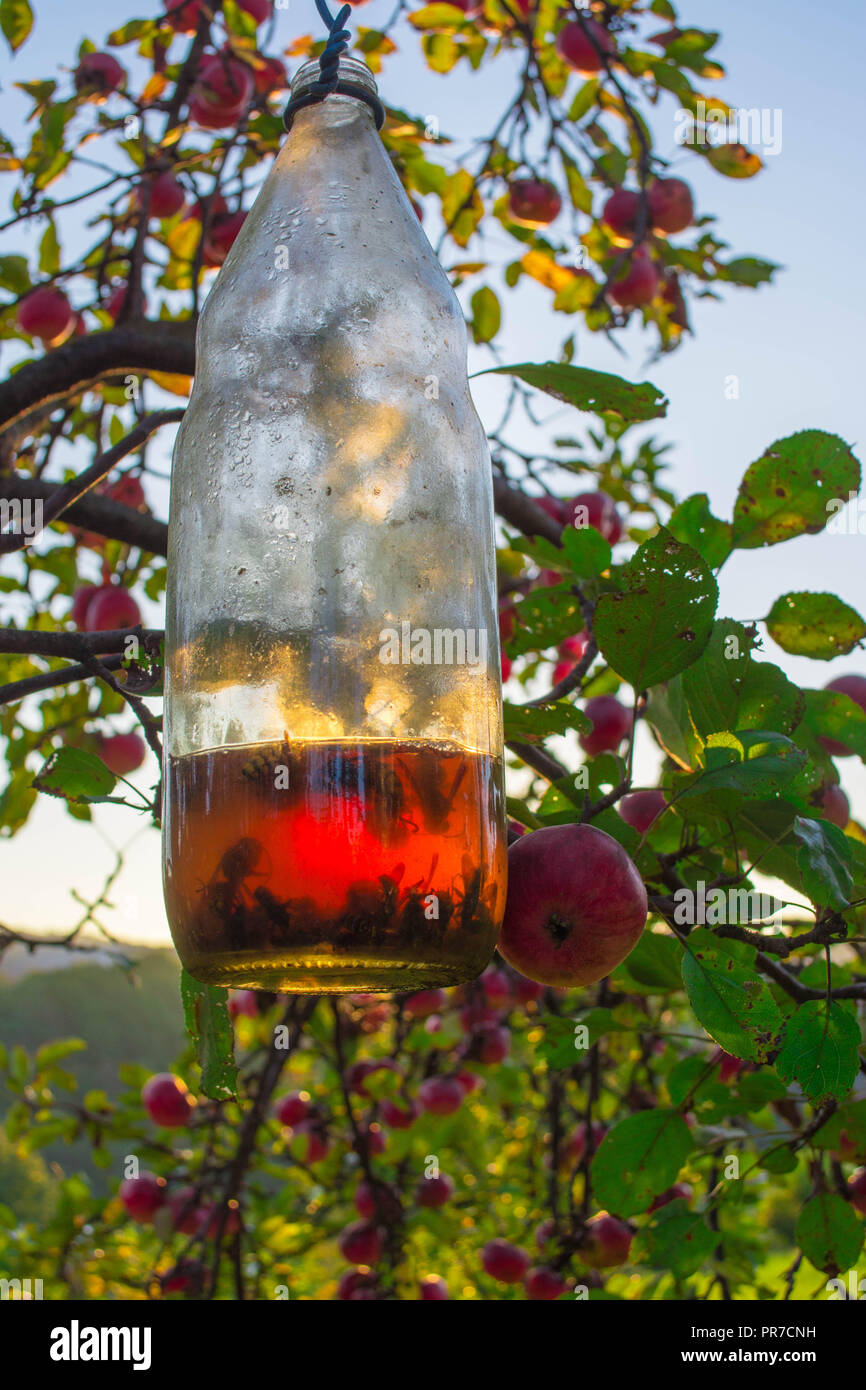 Trappola Mortale, calabroni intrappolato in una bottiglia su apple tree Foto Stock