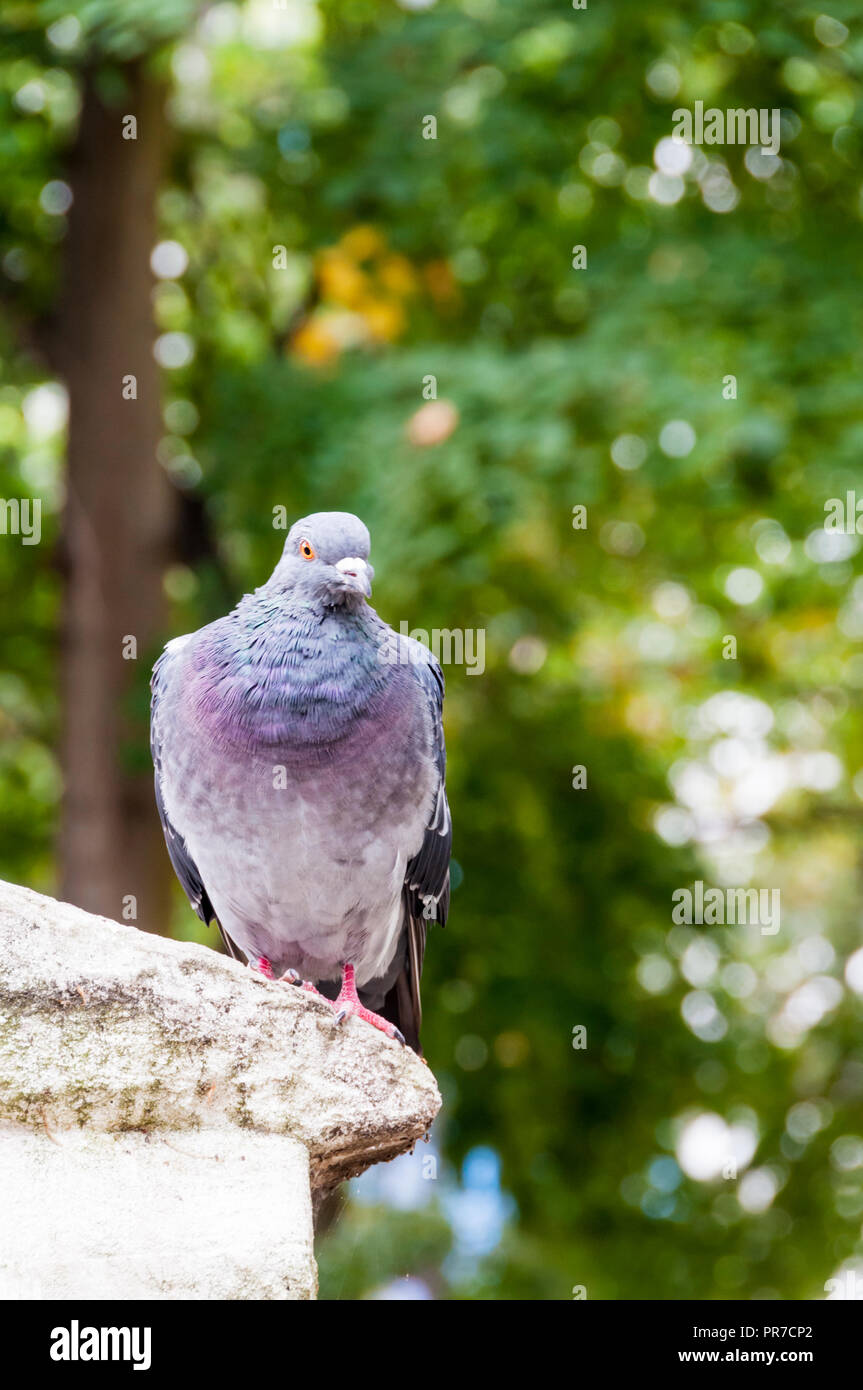 A Londra piccioni selvatici, Columba livia domestica Foto Stock