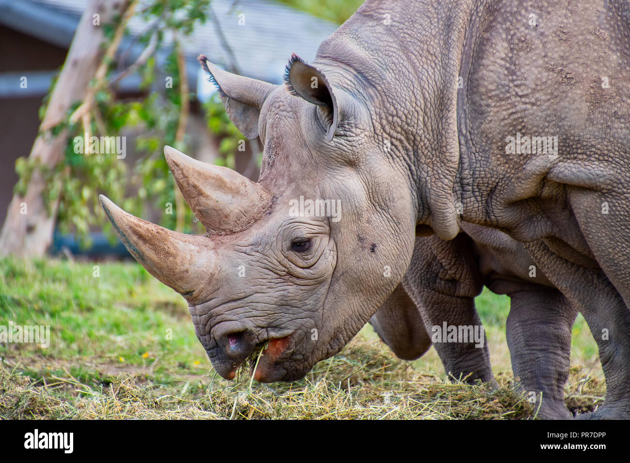 Chiudere la vista di un nero testa di Rhino che mostra due corna Foto Stock