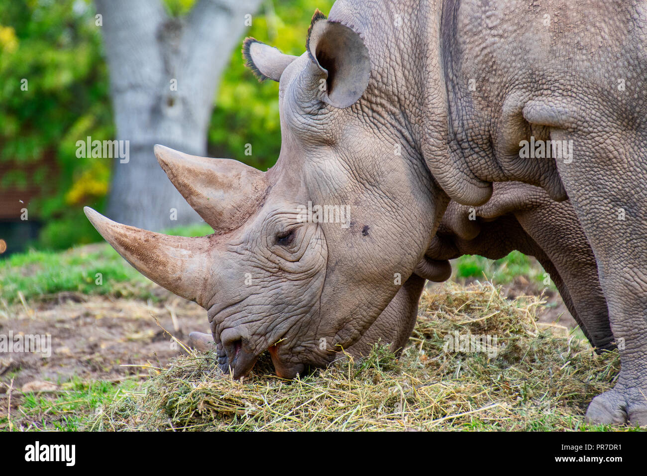 Chiudere la vista di un nero testa di Rhino che mostra due corna Foto Stock