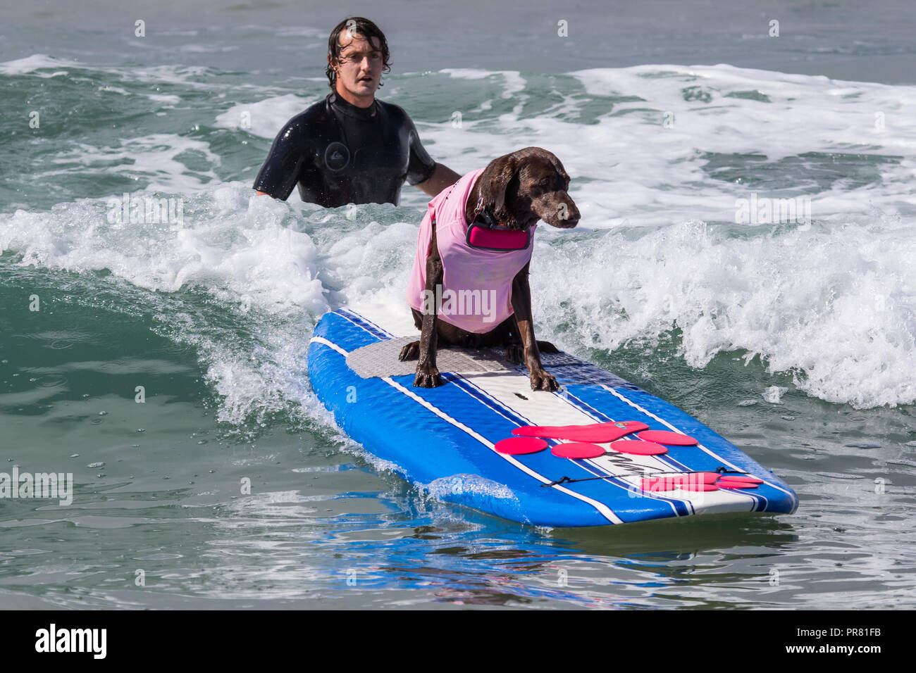 Huntington Beach, CA ,USA.Il 29 settembre 2018 dog beach è stata la posizione per la McKenna Subaru Surf City Surf Dog® caso in cui migliori posti del mondo per il surf cani hanno gareggiato per abbaiare diritti, trofei e premi in decimo annuale Città Surf Surf Dog® la concorrenza. Koa un Labrador retriever è lanciato a riva. Credito: Duncan Selby/Alamy Live News Foto Stock