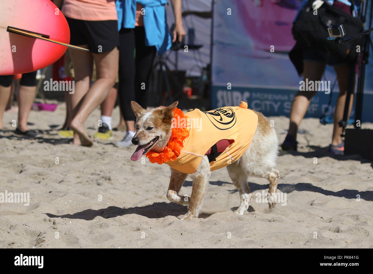 Huntington Beach, California, Stati Uniti d'America. 29th, Settembre, 2018. Skyler il cane surfer assiste la decima edizione della città di Surf Surf cane concorso a Huntington Dog Beach in Huntington Beach, California, il 29 settembre 2018. Credito: Sheri Determan/Alamy Live News Foto Stock