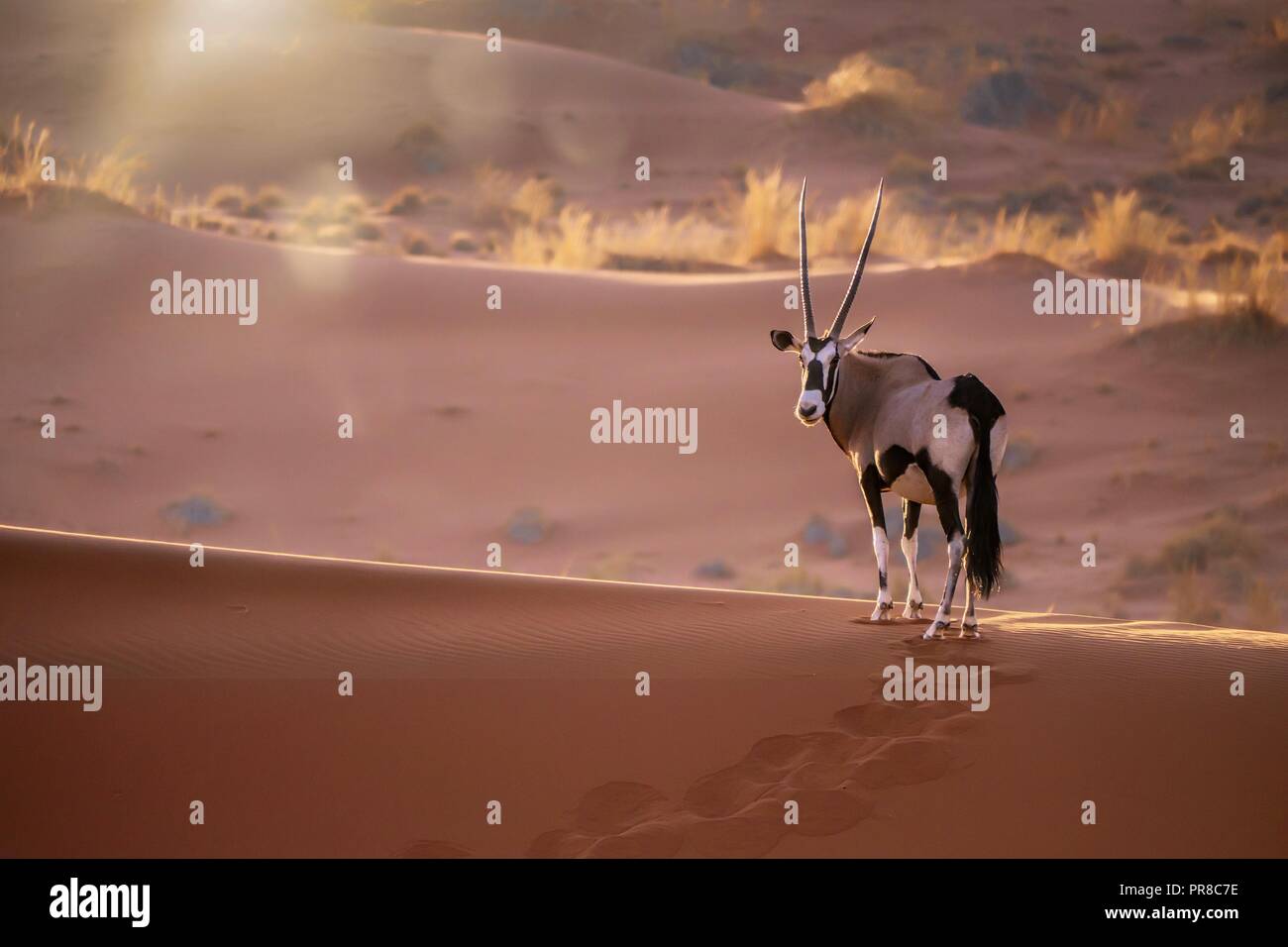 Un solitario oryx (oryx gazella) permanente ancora sulla cima di una duna di sabbia ridge guardando la telecamera, con tramonto retro illuminazione e lens flare. In Sossusvl Foto Stock