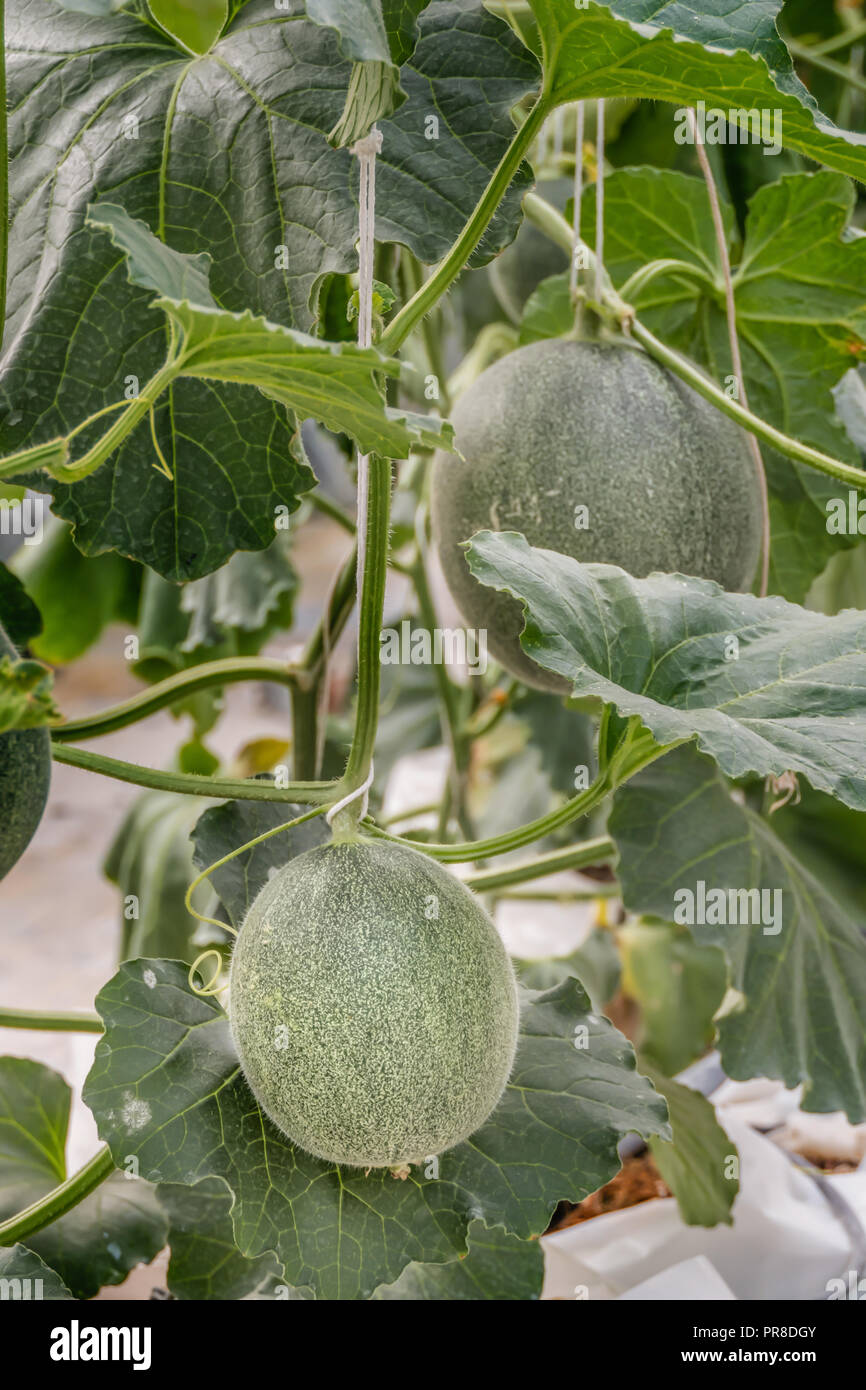 Giovane germoglio di melone verde piante che crescono in serra supportati da reti di stringa Foto Stock