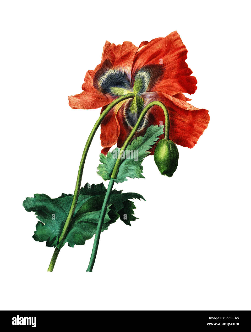 Xix secolo illustrazione di un papavero. Incisione di Pierre-Joseph Redoute. Pubblicato in Choix Des plus belles Fleurs, Parigi (1827). Foto Stock