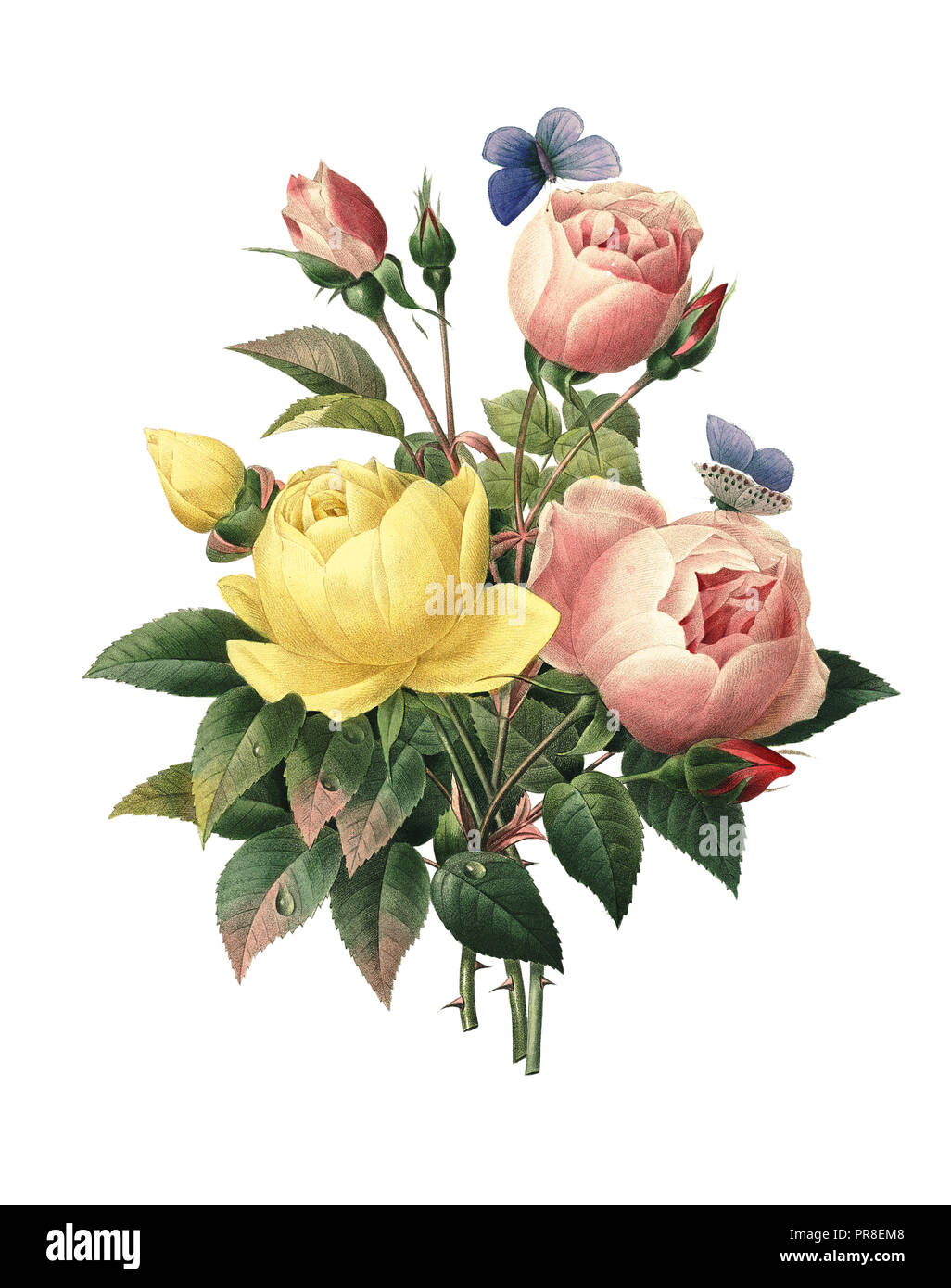 Xix secolo illustrazione di un bouquet di rosa lutea e rosa indica. Incisione di Pierre-Joseph Redoute. Pubblicato in Choix Des plus belles Fleurs, P Foto Stock