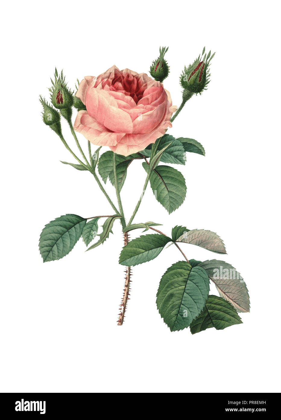 Illustrazione del 19th secolo di incisione di Pierre-Joseph Redoute. Pubblicato In Choix Des Plu Foto Stock