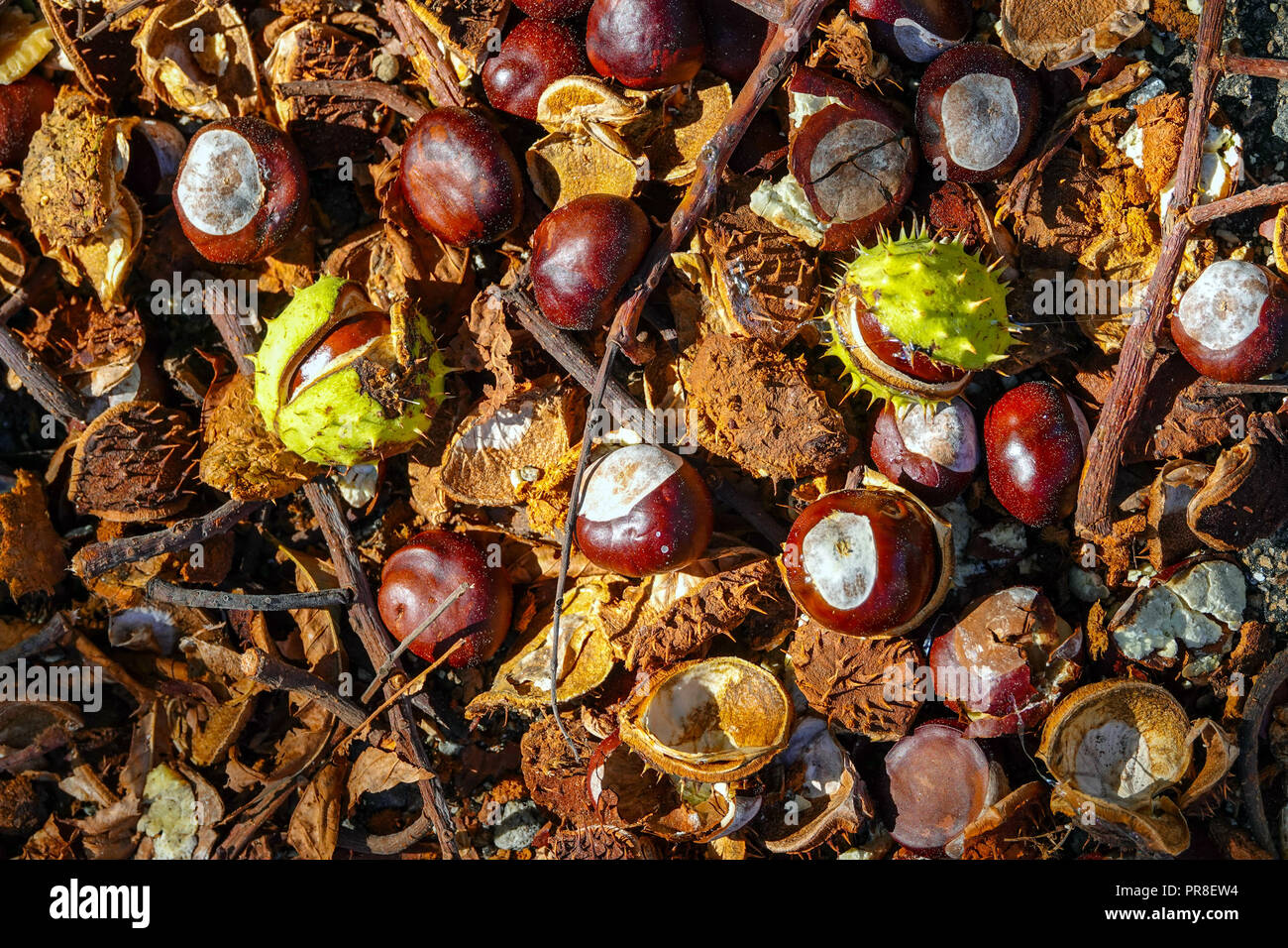 Conkers marrone sul terreno, Autunno Autunno, Settembre, Ariège, Pirenei francesi, Francia Foto Stock