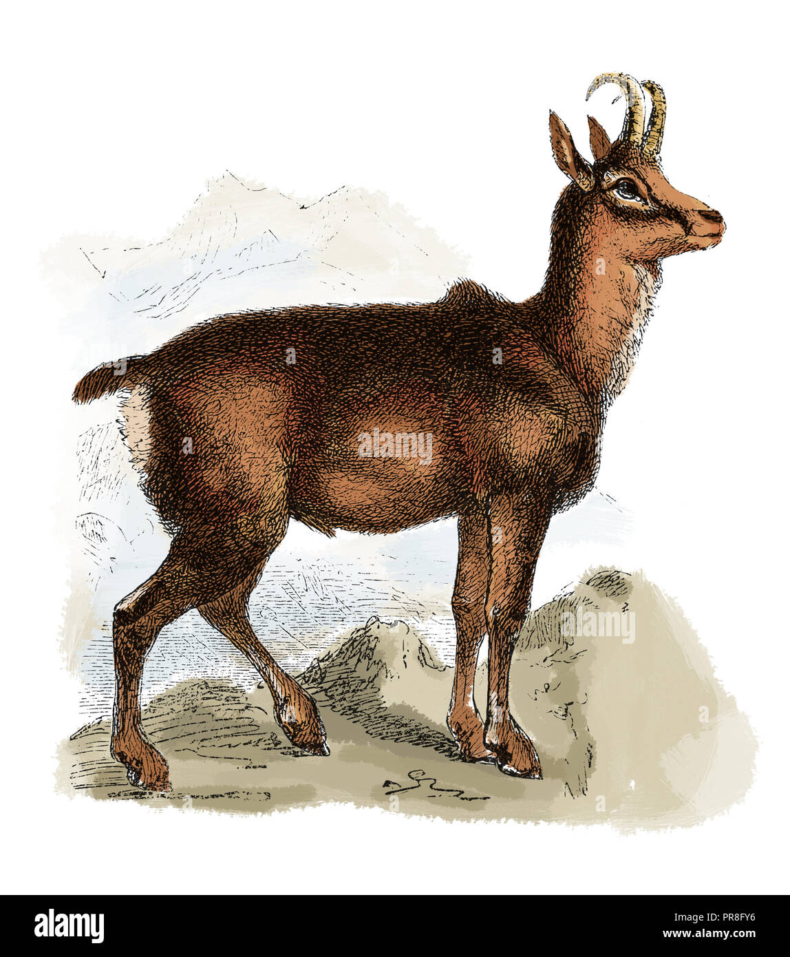 Xix secolo illustrazione di un panno di pelle di daino (Rupicapra rupicapra) - una capra-antelope specie native di montagna in Europa, compresa la Mountai dei Carpazi Foto Stock