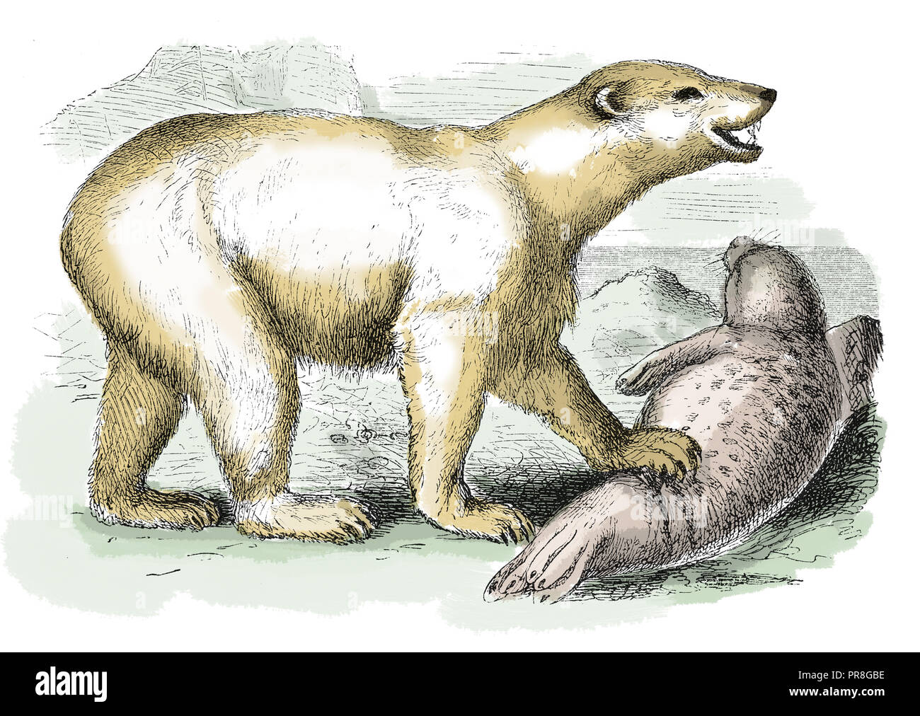 Xix secolo illustrazione di un orso polare - carnivori di recare la cui gamma nativa risiede in gran parte all'interno del Circolo Polare Artico, abbracciando l'Oceano Artico, Foto Stock