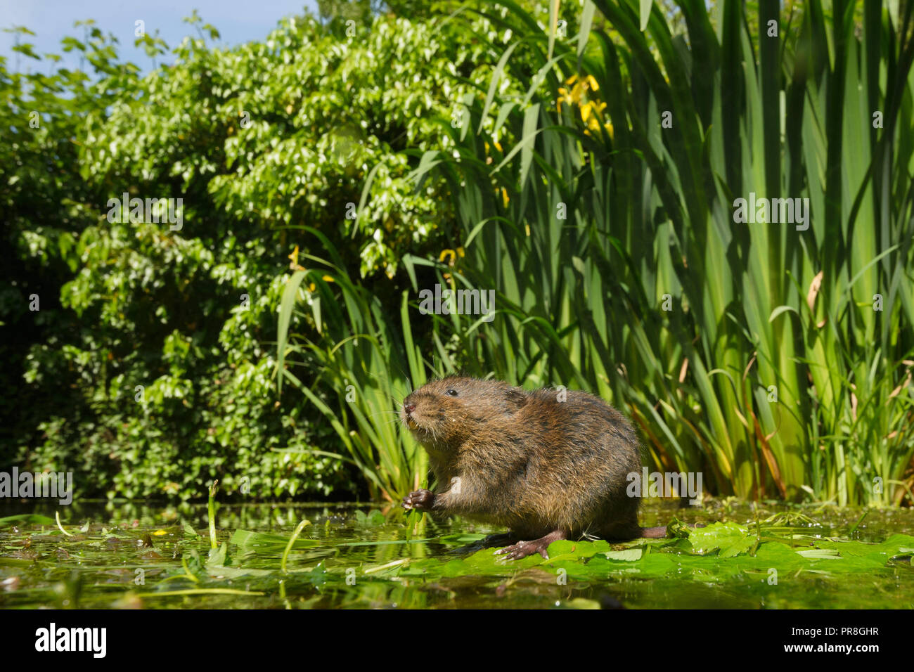 Giovani acqua Vole (Arvicola amphibius), Kent, Regno Unito. Contro la bandiera (iris Iris pseudacorus) alimentazione sulla vegetazione ripariale. Maggio 2015 Foto Stock