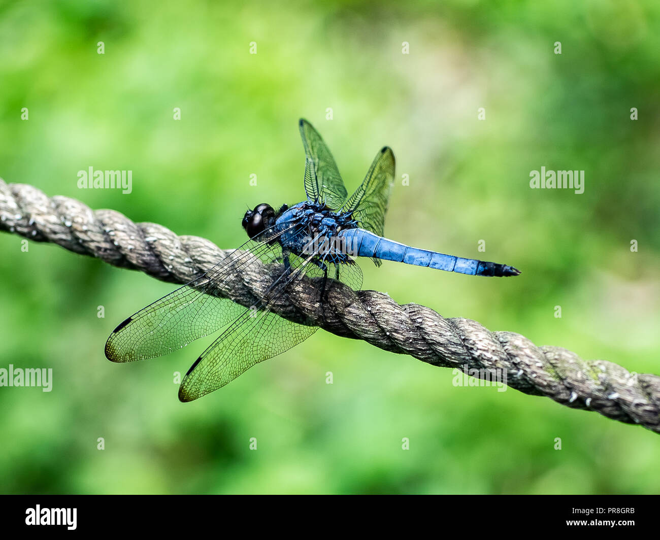 Un giapponese di libellula blu poggia su una fune staccionata lungo una zona umida poco profonda in un carattere giapponese preservare nel centro di Kanagawa, Giappone Foto Stock
