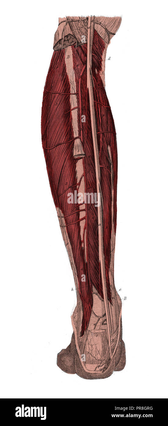 Xix secolo illustrazione di sinistra la gamba inferiore del dorso, dopo la rimozione dello strato di pelle e il guscio superiore. Pubblicato in Systematischer Bilder-A Foto Stock