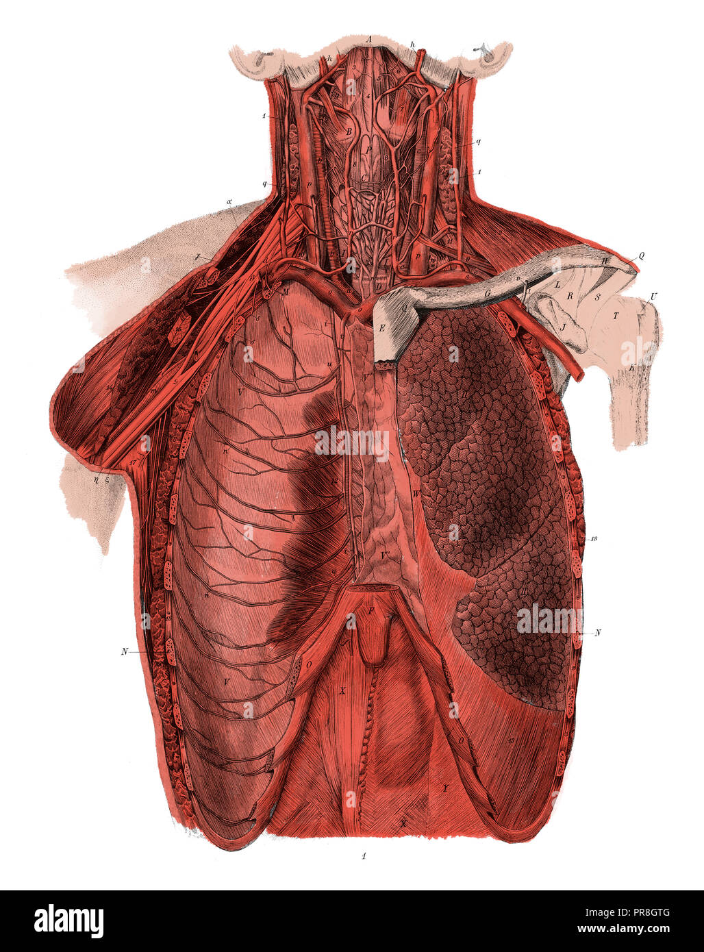 Xix secolo illustrazione di una vista anteriore del torace dell'uomo. Pubblicato in Systematischer Bilder-Atlas zum Conversations-Lexikon, Ikonographische Encyklo Foto Stock