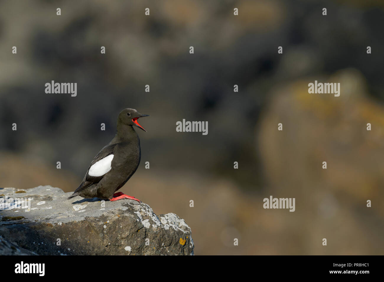 Black guillemot (Cepphus grylle). Isola di Flatey, Breiðafjörður, Islanda. Luglio 2015 Foto Stock