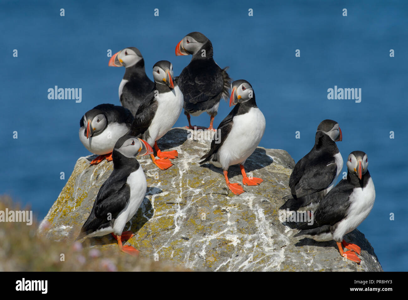 Puffin (Fratercula arctica). Isola di Flatey, Breiðafjörður, Islanda. Luglio 2015 Foto Stock