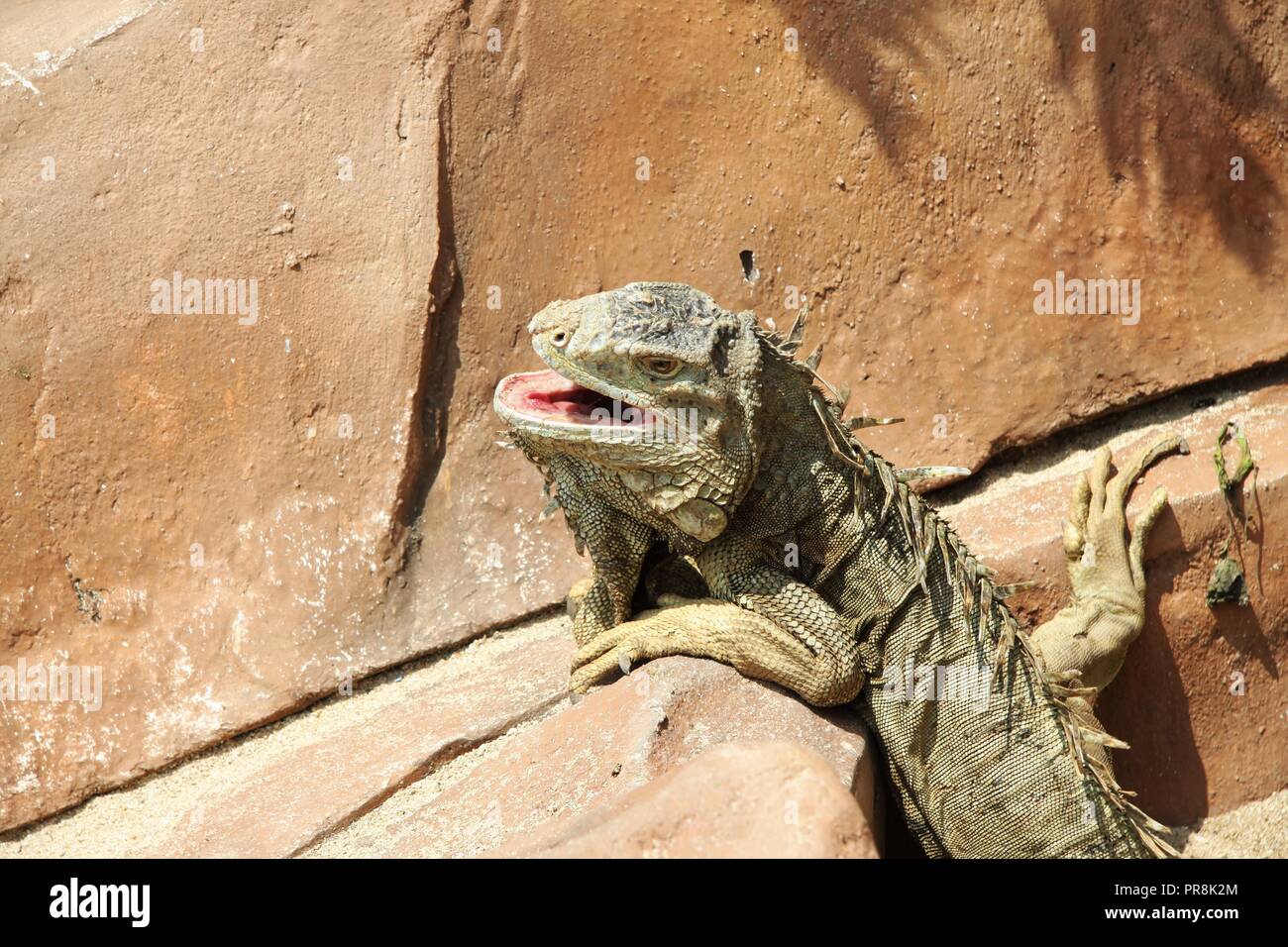 Un Iguana cercando di scalare una roccia artificiale allo zoo Foto Stock
