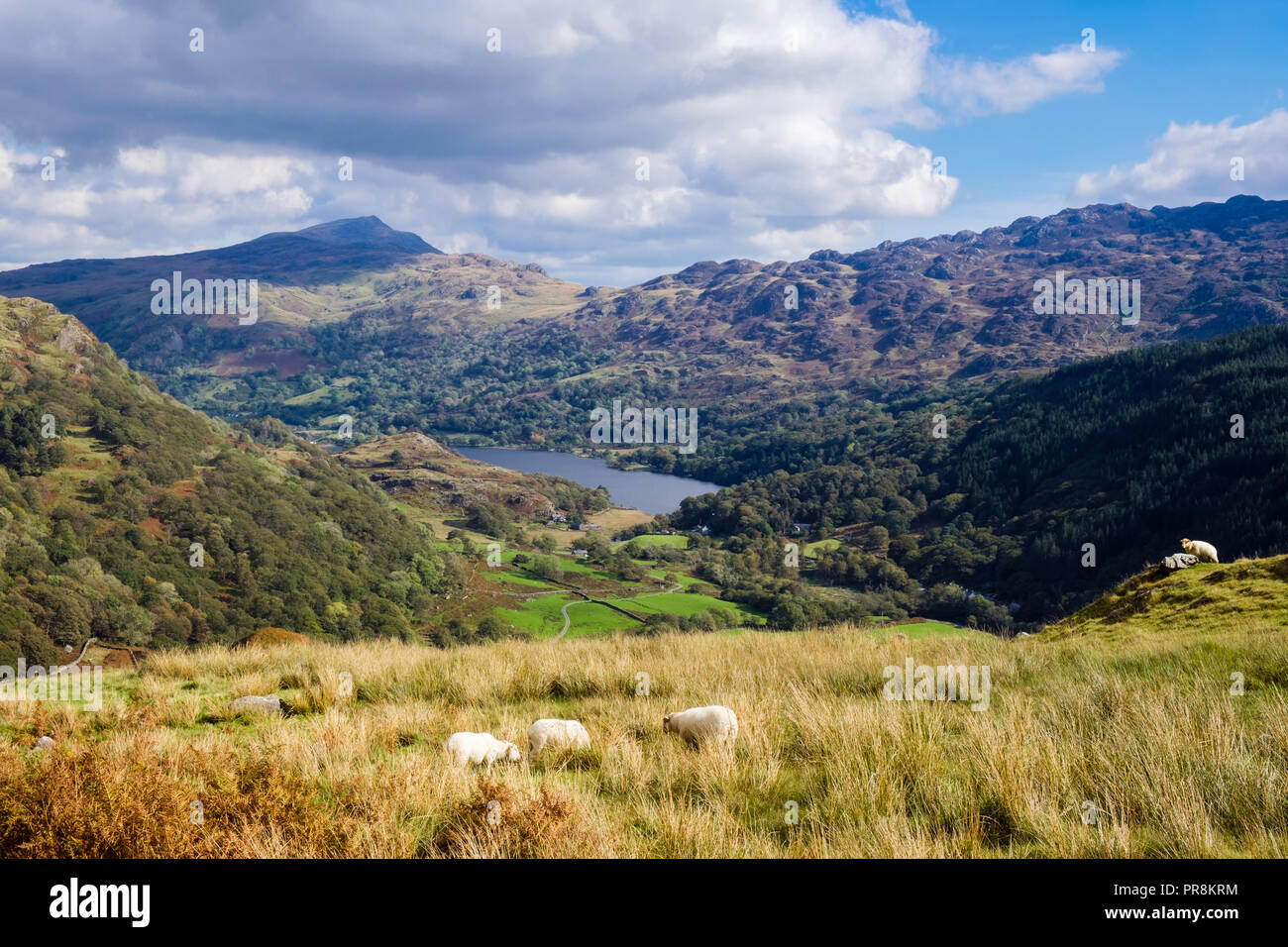 Il Gallese le pecore di montagna sulla collina sopra Nant Gwynant valley e Llyn Gwynant nel Parco Nazionale di Snowdonia. Nantgwynant, Gwynedd, il Galles del Nord, Regno Unito, Gran Bretagna Foto Stock