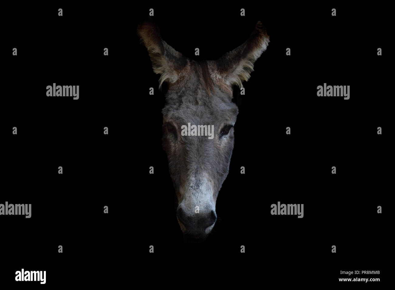 Donkey Sfondo nero Foto Stock