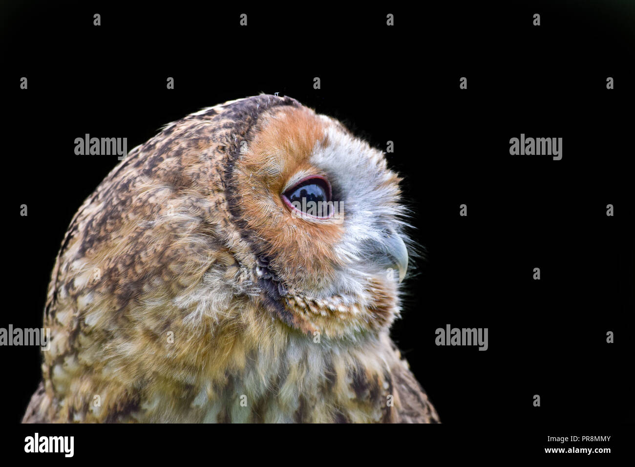 Gufo Tawny Foto Stock