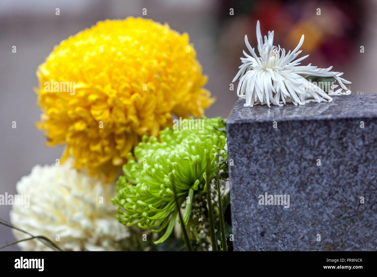 Crisantemi, decorazione floreale di tombe durante il giorno di tutti i Santi, Repubblica Ceca tutti i giorni dell'anima Europa Foto Stock