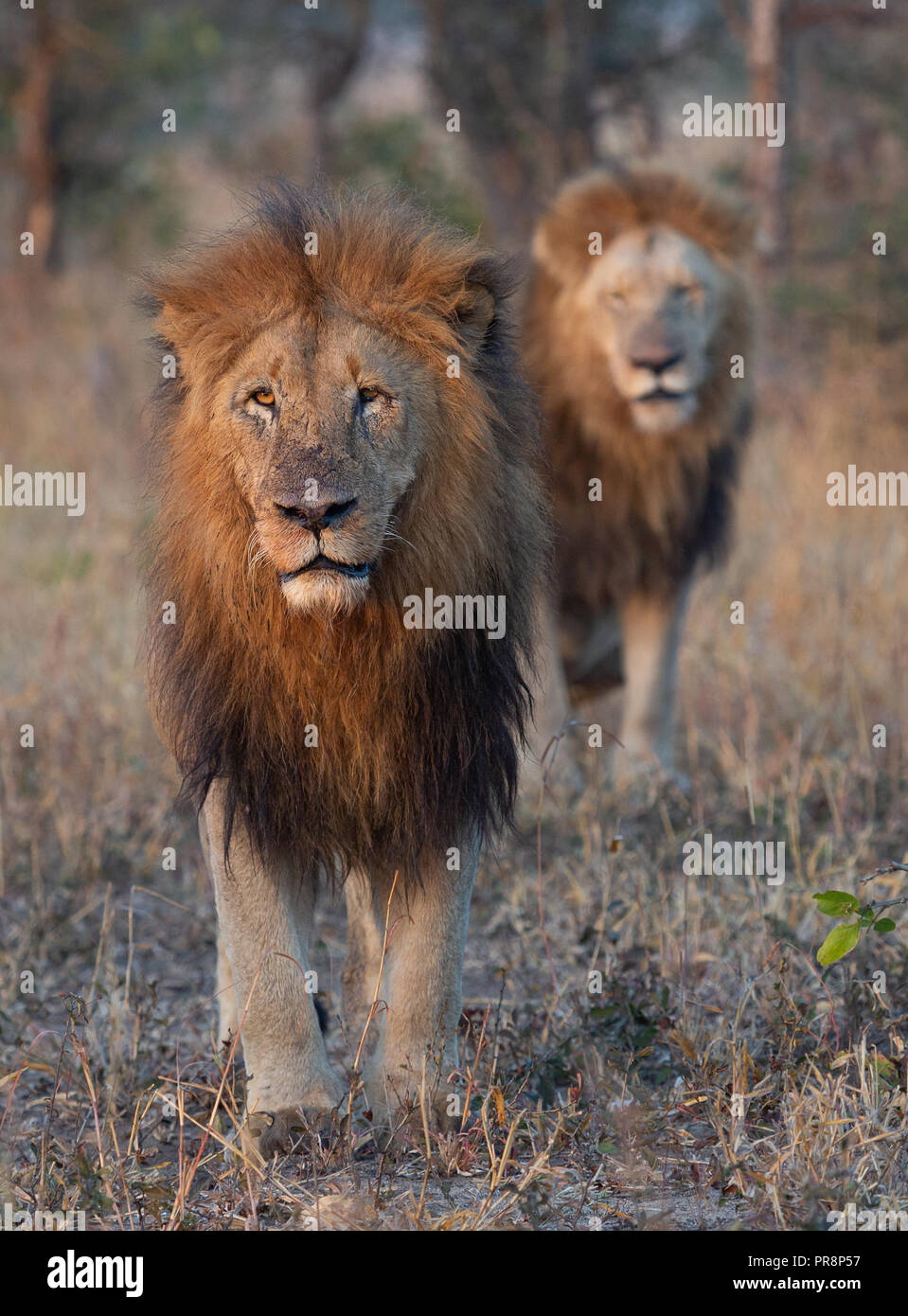 Due maestose lion fratelli di stare in piedi insieme mantenendo un occhio vigile sulle iene si avvicina a distanza - immagine catturata nella maggior Kruger National Foto Stock