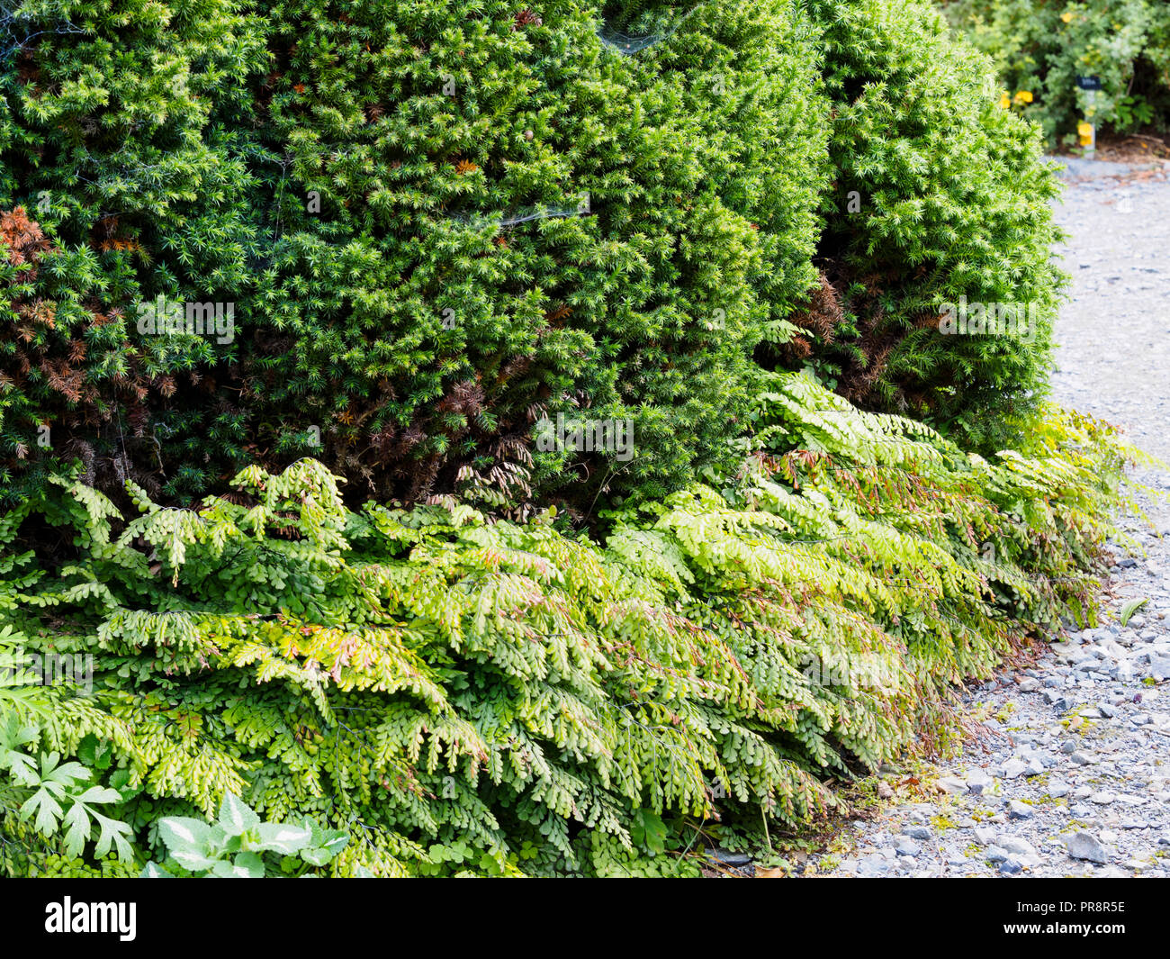 Verde fogliame sempreverde del cedro giapponese, Cryptomeria japonica 'Vilmoriniana', underplanted con la hardy felce capelvenere, Adiantum venustum Foto Stock