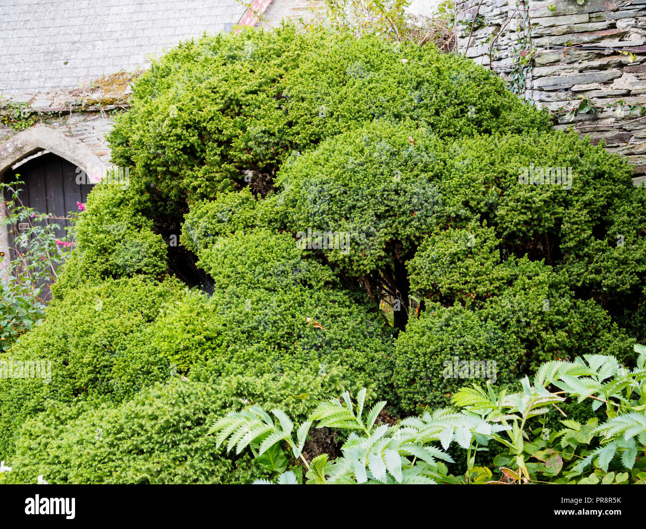 Sagomata verde fogliame sempreverde del densamente sagomata cedro giapponese, Cryptomeria japonica 'Vilmoriniana' Foto Stock