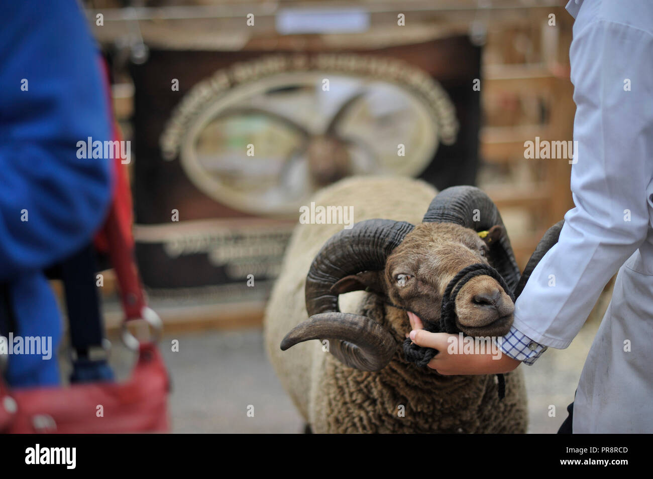 Masham pecore Fair Yorkshire England Regno Unito Foto Stock
